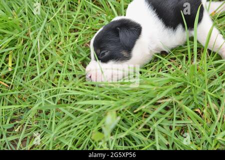 2 week old puppies cuddle in the straw and in the meadow and discover the world Stock Photo