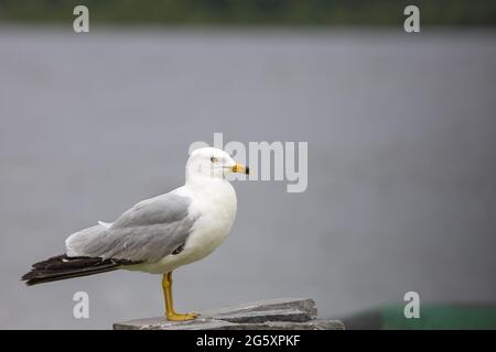 A seagull (a ring-billed gull) seen in profile as it stands up straight on a stone surface. Stock Photo