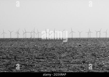 Copenhagen / Denmark - 12 May 2017. . Wind turbines park in oresund sea and animal life  too.     Photo Francis Dean/Deanpictures. Stock Photo