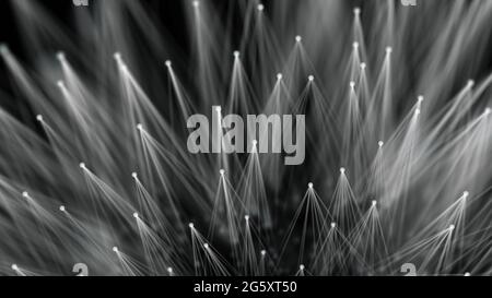 Smooth technological surface like dandelion. Plexus style connecting lines and dots Stock Photo