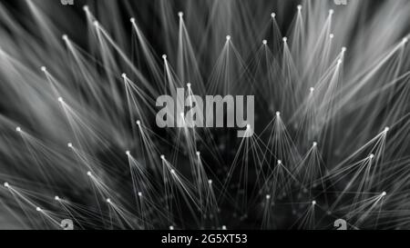 Smooth technological surface like dandelion. Plexus style connecting lines and dots Stock Photo