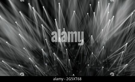 Smooth technological surface like dandelion. Plexus style connecting lines and dots Stock Photo