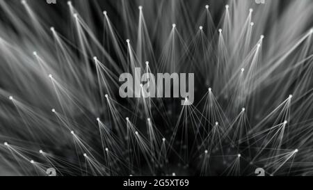 Smooth technological surface like dandelion. Plexus style connecting lines and dots Stock Photo