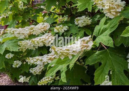 Oakleaf hydrangea, Hydrangea quercifolia,with large white blooms. Kansas, USA. Stock Photo