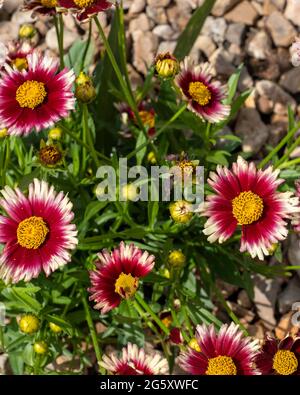 Leading Lady 'Iron Lady' Coreopsis, a cultivar planted in a garden bed with rock mulch. Kansas, USA. Stock Photo