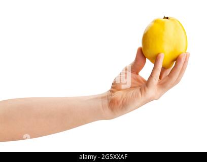 quince in hand path isolated on white Stock Photo
