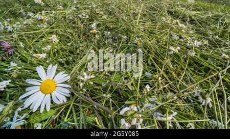 Drying of mown grass with oxeye daisy blooms in texture of green meadow. Close-up of making quality hay with flower heads, green leaves and stems. Eco. Stock Photo