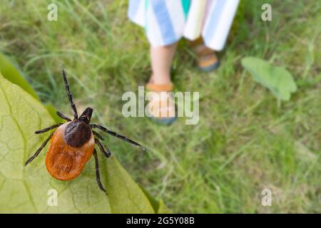 Dangerous deer tick and small child legs in summer shoes on a grass. Parasite hidden on green leaf and little girl foots in sandals on lawn in nature. Stock Photo