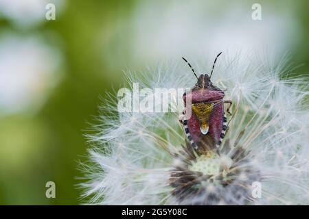 Sloe bug in common dandelion clock on green background. Close-up of hairy shieldbug in summer red purple color in white airy blowball with brown seeds. Stock Photo