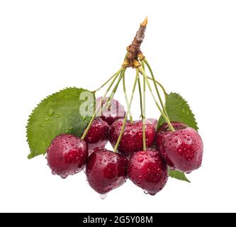 Closeup of wet ripe red sweet cherries isolated on white background. Prunus avium. Group of yummy juicy berries and green leaves. Raw organic produce. Stock Photo