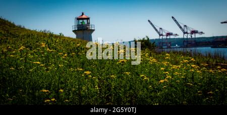 field of yllow flowers on a slope of georges island Stock Photo