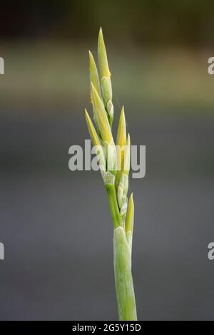 Yellow lily bud. Lima river, Portugal. Stock Photo