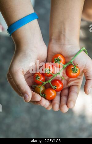 Branch of cherry tomatoes in children's hands, top view.