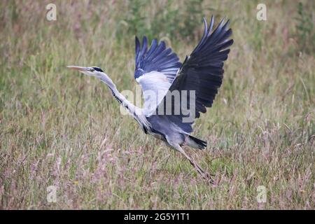 Grey Heron in flight at Hopwood Woods, Middleton Stock Photo