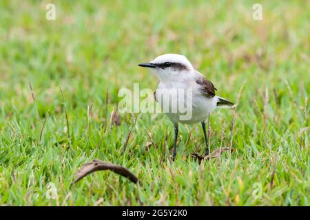 masked water tyrant, Fluvicola nengeta, single bird standing on short vegetation, Prai do Forte, Brazil Stock Photo