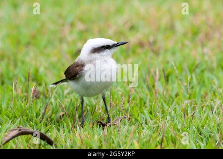 masked water tyrant, Fluvicola nengeta, single bird standing on short vegetation, Prai do Forte, Brazil Stock Photo