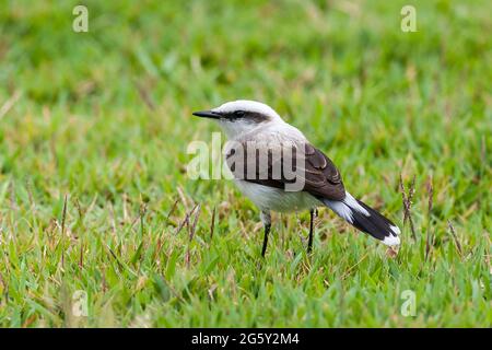 masked water tyrant, Fluvicola nengeta, single bird standing on short vegetation, Prai do Forte, Brazil Stock Photo