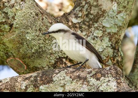 masked water tyrant, Fluvicola nengeta, single bird perched in a tree, Rio de Janeiro, Brazil Stock Photo