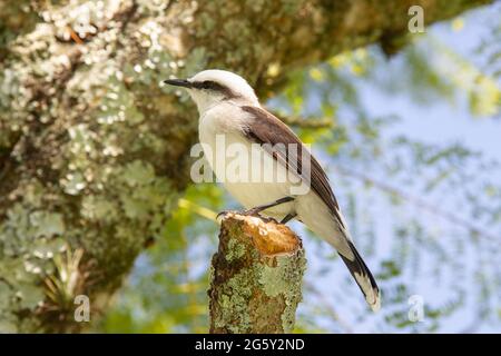 masked water tyrant, Fluvicola nengeta, single bird perched in a tree, Rio de Janeiro, Brazil Stock Photo