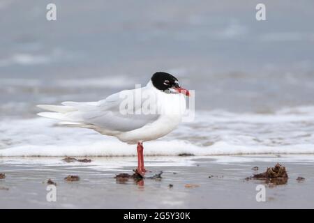 Mediterranean Gull, Icthyaetus melanocephalus, single bird in breeding plumage standing on shoreline, Walcott, Norfolk, United Kingdom Stock Photo