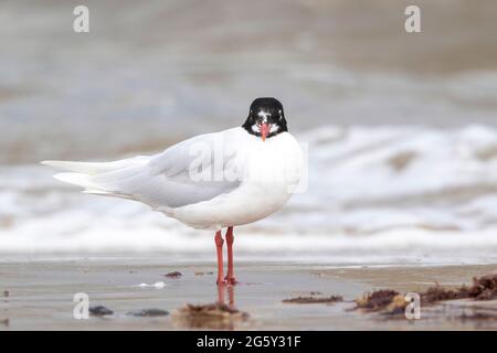 Mediterranean Gull, Icthyaetus melanocephalus, single bird in breeding plumage standing on shoreline, Walcott, Norfolk, United Kingdom Stock Photo