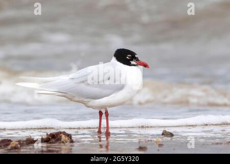 Mediterranean Gull, Icthyaetus melanocephalus, single bird in breeding plumage standing on shoreline, Walcott, Norfolk, United Kingdom Stock Photo