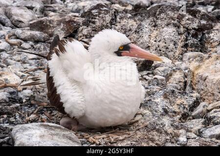 Nazca Booby, Sula granti, single adult incubating on the nest, Espanola Island, Galapagos Islands, 14 January 2007 Stock Photo