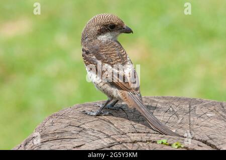 northern fiscal, Lanius humeralis, single immature bird perched on tree stump, Amboseli, Kenya, 25 August 2005 Stock Photo