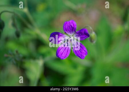 Forest geranium Geranium sylvaticum flowers illuminated by the suns on a dark background. Stock Photo