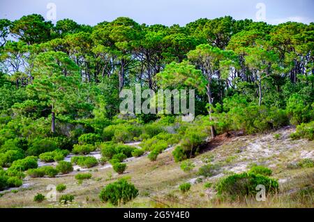 Pine trees and cedar trees grow on sand dunes, June 29, 2021, in Dauphin Island, Alabama.