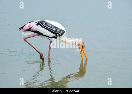 painted stork, Mycteria leucocephala, single adult wading in shallow water, Yala National Park, Sri Lanka Stock Photo