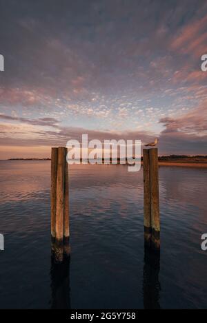 A bird on a wooden post in the water, Fire Island, New York Stock Photo