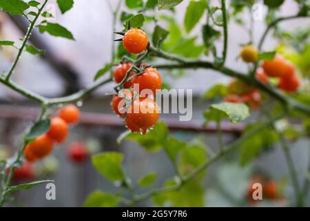 Tomatoes being grown Stock Photo