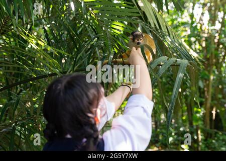 A Japanese schoolgirl stroking a squirrel monkey at Yaima Village on Ishigaki Island, Japan Stock Photo