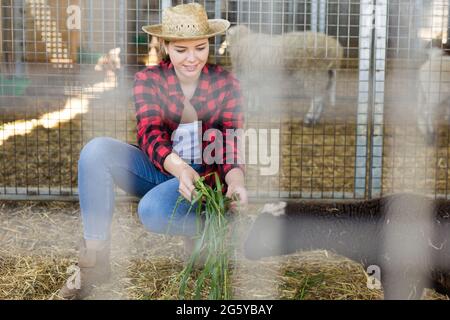 Young woman worker feeding sheeps with grass Stock Photo
