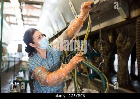 Female farmer in mask preparing equipments for milking cows Stock Photo