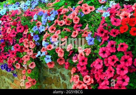 Petunia, petunias, purple, pink, blue, red, overhanging carstone, front garden, wall, Norfolk, England Stock Photo