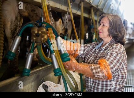 Elderly woman preparing equipments for milking cows Stock Photo