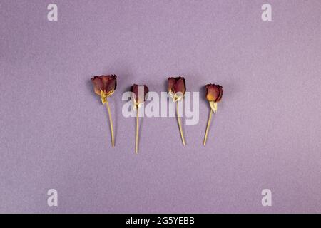 Red dry rose flowers on purple background. flat lay, top view, copy space Stock Photo