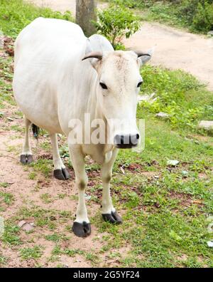 full-frame-photo-of-a-white-