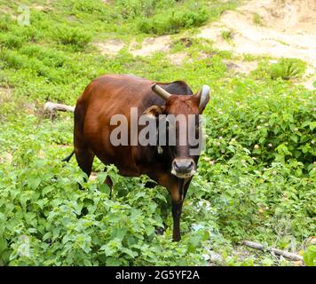 dark brown-black cow with long curved horns grazing in the meadow with green leaves and plants looking at the camera Stock Photo