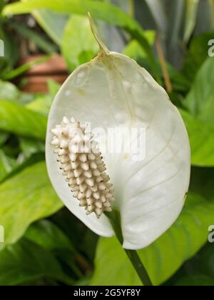 A white peace lily, Spathiphyllum.