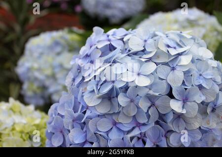 A close-up view of the blue petals of a Hydrangea plant. Stock Photo