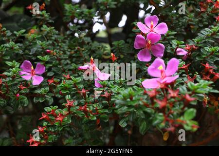 Pink flowers, Monochaetum vulcanicum, are found in near Poás Volcano. Stock Photo