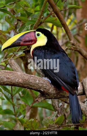 A chestnut-mandibled toucan, Ramphastos swainsonii, sits on a branch. Stock Photo