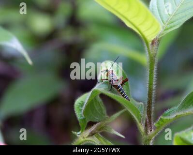 An striped immature grasshopper, Tropidacris cristata dux, rests on a leaf. Stock Photo