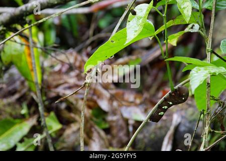 A pandora sphinx moth caterpillar, Eumorpha pandorus, climbs a plant. Stock Photo