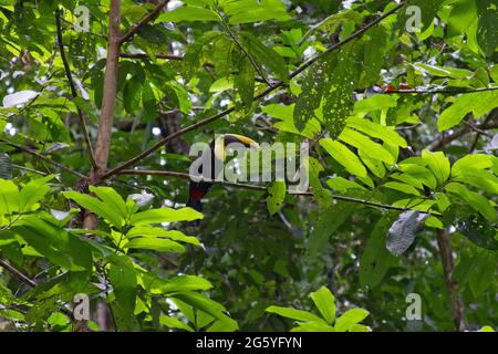 A chestnut-mandibled toucan, Ramphastos swainsonii, sits on a branch. Stock Photo