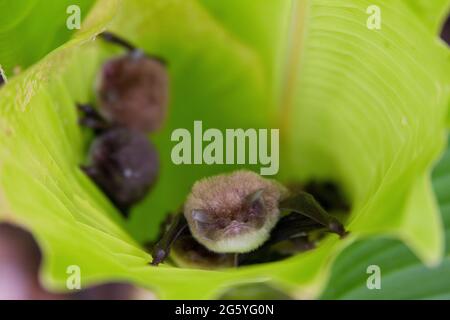 Spix's disk-winged bats, Thyroptera tricolor, hide inside a leaf. Stock Photo