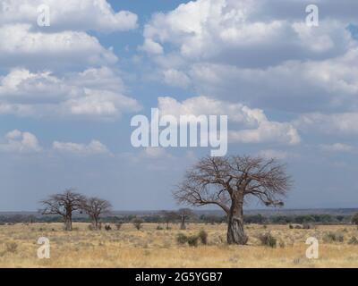 Baobab trees, Adansonia digitata, are also called upside-down trees. Stock Photo